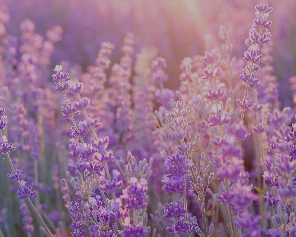 Flowers in a field